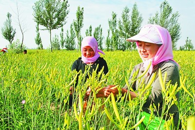 宁夏盐池:“白的羊”“黄的花”富了农民家 宁夏盐池:“白的羊”“黄的花”富了农民家